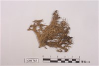 藏品(中國樹花)的圖片